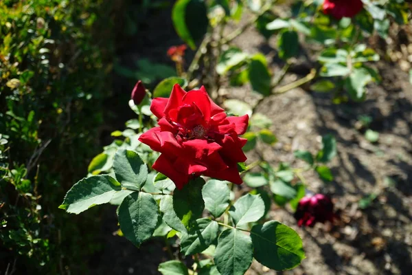 Hybrid tea rose, Rosa \'Papa Meilland\' blooms with dark red flowers in July in the park. Rose is a woody perennial flowering plant of the genus Rosa, in the family Rosaceae. Berlin, Germany