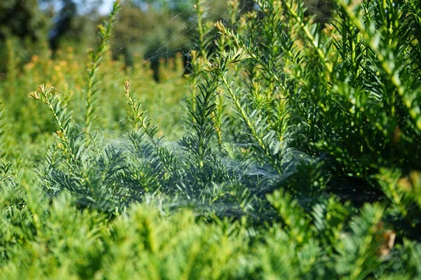 Taxus Baccata çalılarından sarkan örümcek ağı. Taxus baccata, Taxaceae familyasından bir bakteri türü. Berlin, Almanya 