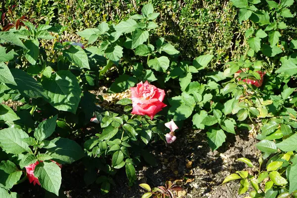 ハイブリッドティーバラ ローザ フィラテリー は7月に公園で赤いクリームの白い花で咲きました ローズは 家族のロッシェスに属するローザのウッディ永遠の花の植物です ベルリン ドイツ — ストック写真