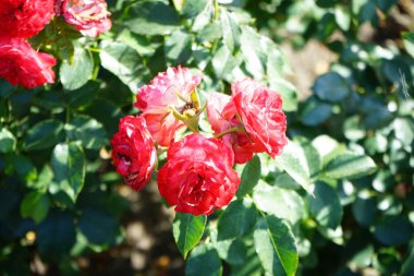 Floribunda gül, Rosa 'Blomen Çiçeği' Temmuz 'da parkta kırmızı-beyaz çiçeklerle çiçek açtı. Rose, Rosaceae familyasından, Rosa cinsine ait uzun ömürlü bir çiçek bitkisidir. Berlin, Almanya  