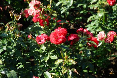 Floribunda gül, Rosa 'Blomen Çiçeği' Temmuz 'da parkta kırmızı-beyaz çiçeklerle çiçek açtı. Rose, Rosaceae familyasından, Rosa cinsine ait uzun ömürlü bir çiçek bitkisidir. Berlin, Almanya  