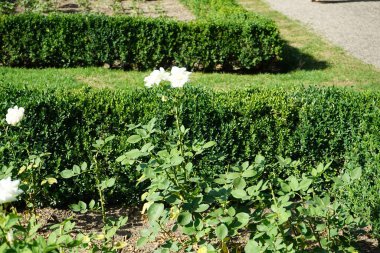 Melez çayı gülü, Rosa 'Polarstern' Temmuz ayında parkta saf beyaz çiçeklerle çiçek açar. Rose, Rosaceae familyasından, Rosa cinsine ait uzun ömürlü bir çiçek bitkisidir. Berlin, Almanya  