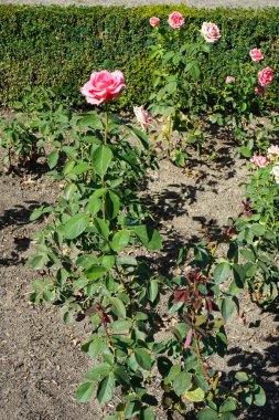 Melez çay gülü, Rosa 'İlham', dışı pembe, içi sarı renkli somon pembesi ve Temmuz ayında parkta çiçekler. Rose, uzun ömürlü bir çiçeklenme bitkisidir. Berlin, Almanya  