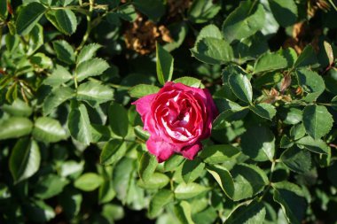 Melez çay gülü, Rosa 'Acapella' nın çiçekleri Temmuz ayında parkta pembe-beyaz çiçeklerle açar. Rose, Rosaceae familyasından, Rosa cinsine ait uzun ömürlü bir çiçek bitkisidir. Berlin, Almanya