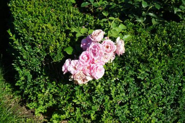 Çalı gülü, Rosa 'Hansa Park' Temmuz ayında parkta açık pembe çiçeklerle çiçek açar. Rose, Rosaceae familyasından, Rosa cinsine ait uzun ömürlü bir çiçek bitkisidir. Berlin, Almanya 