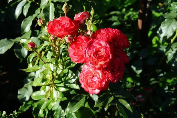 Floribunda rose, Rosa \'Planten un Blomen\' blooms with red-white flowers in July in the park. Rose is a woody perennial flowering plant of the genus Rosa, in the family Rosaceae. Berlin, Germany