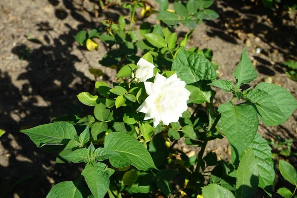 Hybrid tea rose, Rosa 'Polarstern' blooms with pure white flowers in July in the park. Rose is a woody perennial flowering plant of the genus Rosa, in the family Rosaceae. Berlin, Germany