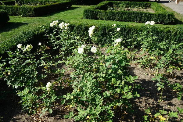 Hybrid tea rose, Rosa \'Polarstern\' blooms with pure white flowers in July in the park. Rose is a woody perennial flowering plant of the genus Rosa, in the family Rosaceae. Berlin, Germany