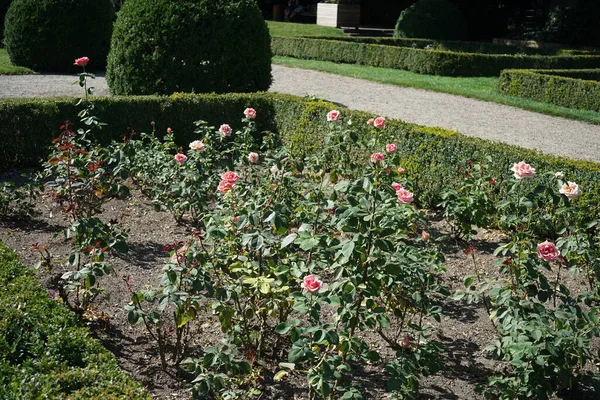 混合茶玫瑰 花与粉红在外面 鲑鱼粉红色与黄色色调在内部花7月在公园 玫瑰是一种木质的多年生开花植物 德国柏林 — 图库照片