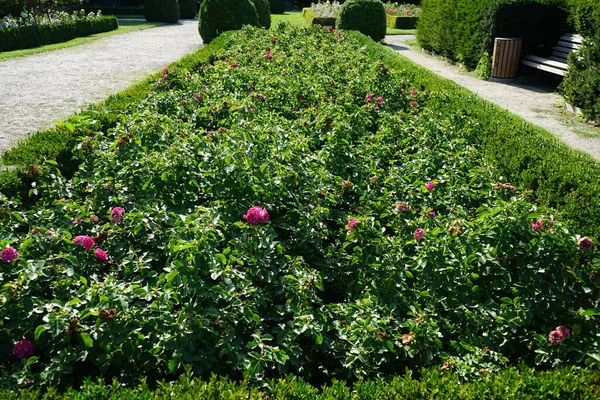 Роза Акапелла Цветёт Розово Белыми Цветами Июле Парке Роза Древесное — стоковое фото