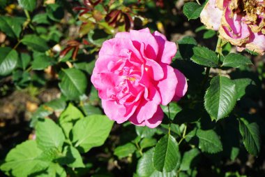 Gül, Rosa 'Prenses Alexandra', Temmuz 'da parkta pembe çiçeklerle çiçek açar. Rose, Rosaceae familyasından, Rosa cinsine ait uzun ömürlü bir çiçek bitkisidir. Berlin, Almanya 