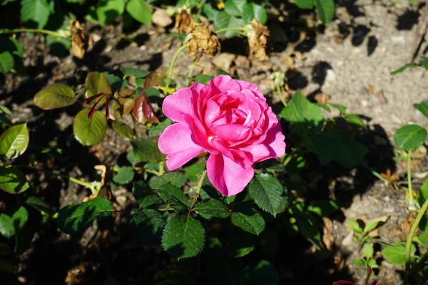 Shrub rose, Rosa \'Princess Alexandra\', blooms with pink flowers in July in the park. Rose is a woody perennial flowering plant of the genus Rosa, in the family Rosaceae. Berlin, Germany