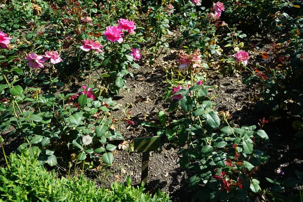 Shrub rose, Rosa 'Princess Alexandra', blooms with pink flowers in July in the park. Rose is a woody perennial flowering plant of the genus Rosa, in the family Rosaceae. Berlin, Germany