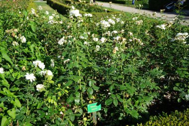 Çalı gülü, Rosa 'Sebastian KNEIPP', parkın ortasında temmuzda çiçek açan kaymak gibi beyaz, renkli, sarımsı pembe bir çiçek. Rose, Rosaceae familyasından, Rosa cinsine ait uzun ömürlü bir çiçek bitkisidir. Berlin, Almanya 