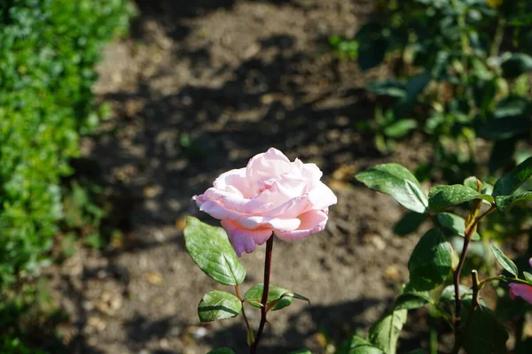 Rose Thé Hybride Rose Queen Elizabeth Fleurit Avec Des Fleurs — Photo