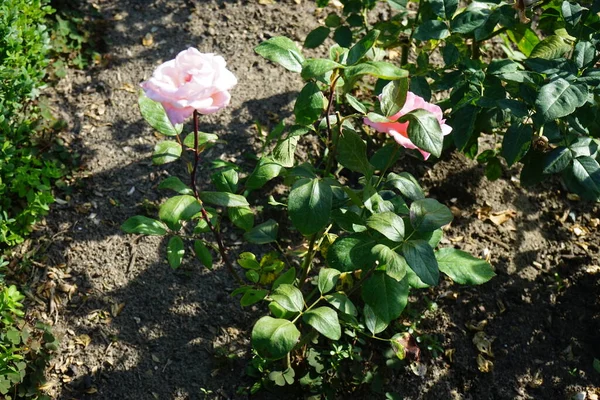 Hybrid tea rose, Rosa 'Queen Elizabeth', blooms with delicate pink flowers in July in the park. Rose is a woody perennial flowering plant of the genus Rosa, in the family Rosaceae. Berlin, Germany