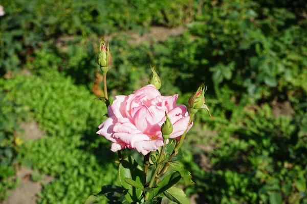 Гібридна Чайна Троянда Роза Школа Берліна Цвіте Яскраво Рожевими Квітами — стокове фото