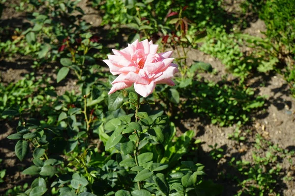 Herbata Hybrydowa Róża Rosa Schoene Berlinerin Kwitnie Jasnoróżowymi Kwiatami Lipcu — Zdjęcie stockowe
