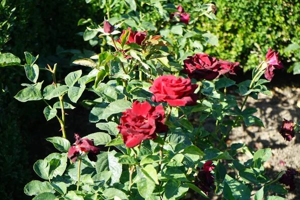 Hybrid tea rose, Rosa  'Schwarze Madonna', blooms with velvety black red, rainproof flowers in July in the park. Rose is a woody perennial flowering plant of the genus Rosa, in the family Rosaceae. Berlin, Germany
