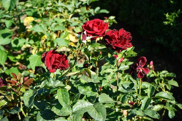 Hybrid tea rose, Rosa  \'Schwarze Madonna\', blooms with velvety black red, rainproof flowers in July in the park. Rose is a woody perennial flowering plant of the genus Rosa, in the family Rosaceae. Berlin, Germany