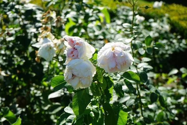 Shrub rose, Rosa 'Sebastian KNEIPP', blooms with creamy white, tinted yellowish pink in the centre flowers in July in the park. Rose is a woody perennial flowering plant of the genus Rosa, in the family Rosaceae. Berlin, Germany