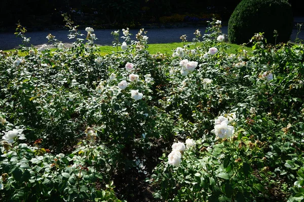 Shrub rose, Rosa \'Sebastian KNEIPP\', blooms with creamy white, tinted yellowish pink in the centre flowers in July in the park. Rose is a woody perennial flowering plant of the genus Rosa, in the family Rosaceae. Berlin, Germany