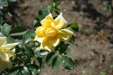 Melez çayı gülü, Rosa 'Landora' nın çiçekleri Temmuz ayında parkta sarı çiçeklerle açar. Rose, Rosaceae familyasından, Rosa cinsine ait uzun ömürlü bir çiçek bitkisidir. Berlin, Almanya 
