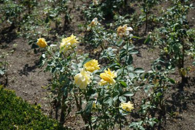 Melez çayı gülü, Rosa 'Landora' nın çiçekleri Temmuz ayında parkta sarı çiçeklerle açar. Rose, Rosaceae familyasından, Rosa cinsine ait uzun ömürlü bir çiçek bitkisidir. Berlin, Almanya 