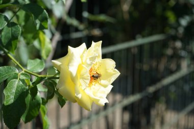Avrupa 'da bir bal arısı, Temmuz' da Rosa 'Morgensonne' 88 'adlı gül çiçeklerinden nektar toplar. Batı bal arısı, Avrupa bal arısı, Apis mellifera, Apis cinsinin etoosyal uçan böceği. Berlin, Almanya