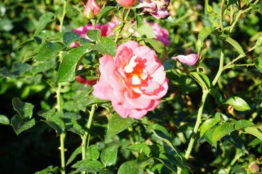 Floribunda gülü, Rosa 'Sommersonne', Temmuz ayında parkta somon kırmızısı-sarı çiçeklerle açar. Rose, Rosaceae familyasından, Rosa cinsine ait uzun ömürlü bir çiçek bitkisidir. Berlin, Almanya 