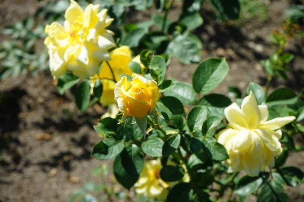 Hybrid tea rose, Rosa \'Landora\' blooms with yellow flowers in July in the park. Rose is a woody perennial flowering plant of the genus Rosa, in the family Rosaceae. Berlin, Germany
