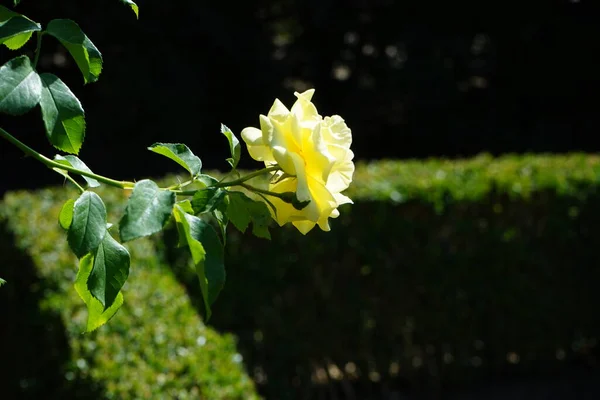 Die Kletterrose Rosa Morgensonne Blüht Juli Park Mit Gelben Blüten — Stockfoto