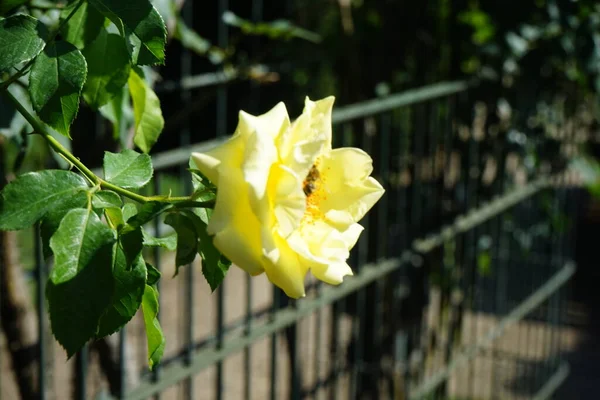 Μια Ευρωπαϊκή Μέλισσα Συλλέγει Νέκταρ Από Λουλούδια Του Αναρριχητικού Τριαντάφυλλου — Φωτογραφία Αρχείου