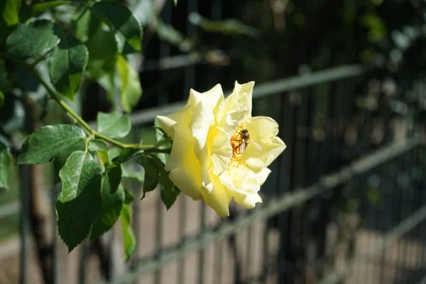 Eine Europäische Honigbiene Sammelt Juli Nektar Aus Den Blüten Der — Stockfoto