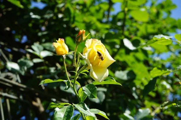 Une Abeille Domestique Européenne Recueille Nectar Des Fleurs Rose Grimpante — Photo