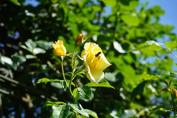 Μια Ευρωπαϊκή Μέλισσα Συλλέγει Νέκταρ Από Λουλούδια Του Αναρριχητικού Τριαντάφυλλου — Φωτογραφία Αρχείου
