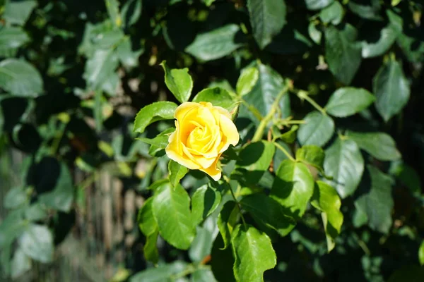 Climbing rose, Rosa 'Morgensonne 88' blooms with yellow flowers in July in the park. Rose is a woody perennial flowering plant of the genus Rosa, in the family Rosaceae. Berlin, Germany