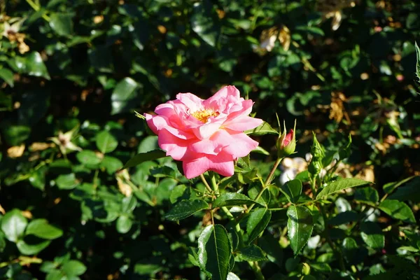 Floribunda Ros Rosa Sommersonne Blommar Med Laxgula Blommor Juli Parken — Stockfoto