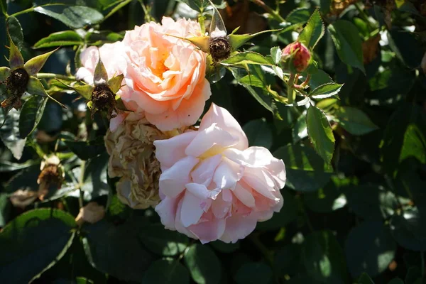 Floribunda Rosa Rosa Sommersonne Floresce Com Salmão Vermelho Amarelo Flores — Fotografia de Stock