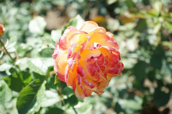 Hybrid tea rose, Rosa 'Speelwark', blooms with peach yellow with reddish edge flowers in July in the park. Rose is a woody perennial flowering plant of the genus Rosa, in the family Rosaceae. Berlin, Germany