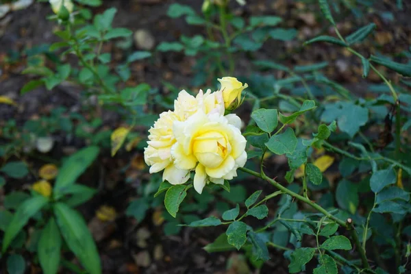 Hybrid tea rose, Rosa \'Sterntaler\', blooms with medium yellow with partly red edge flowers in July in the park. Rose is a woody perennial flowering plant of the genus Rosa, in the family Rosaceae. Berlin, Germany