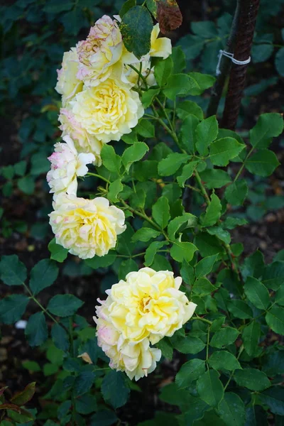 Hybrid Tea Rose Rosa Sterntaler Blooms Medium Yellow Partly Red — Stock Photo, Image