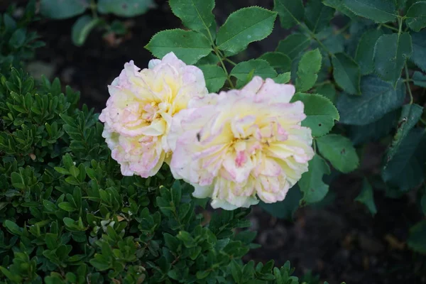 混合茶玫瑰 Sterntaler 花中等黄色 部分红边花7月在公园 玫瑰是蔷薇属的一种木质多年生开花植物 属于蔷薇科 德国柏林 — 图库照片