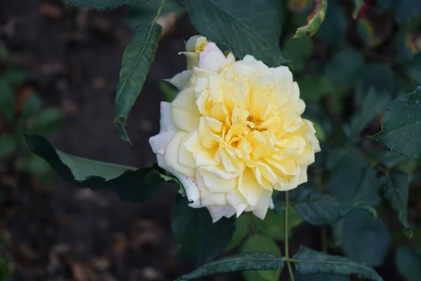 Гибридная Чайная Роза Rosa Sterntaler Цветет Средне Желтыми Цветами Частично — стоковое фото