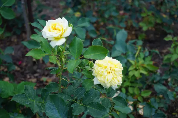 하이브리드 Rosa Sterntaler는 공원에서 부분적으로 가장자리 노란색으로 피어납니다 Rose 다년생 — 스톡 사진