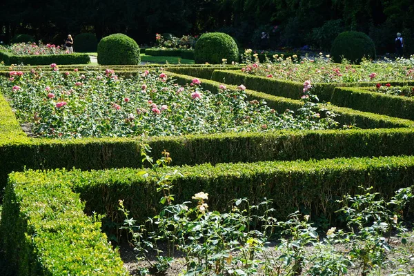 Thousands of roses in flower beds framed by trimmed hedges of buxus bushes are in the rose garden of the Volkspark Humboldthain people\'s park. Berlin, Germany