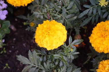 Tagetes x erecta 'Sierra Gold' Temmuz 'da sarı-turuncu çiçeklerle açar. Tagetes erecta (