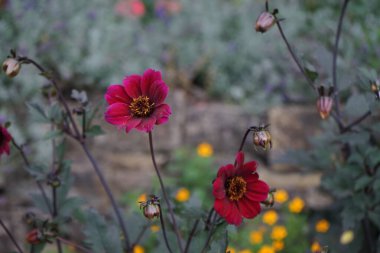 Temmuz ayında parkta tek çiçekli yıldız çiçekleri kırmızı-mor çiçeklerle çiçek açar. Dahlia, Asteraceae familyasından uzun ömürlü bir bitki cinsidir. Berlin, Almanya