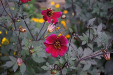 Temmuz ayında parkta tek çiçekli yıldız çiçekleri kırmızı-mor çiçeklerle çiçek açar. Dahlia, Asteraceae familyasından uzun ömürlü bir bitki cinsidir. Berlin, Almanya