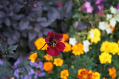 Yaban arısı Bombus lapidarius, Temmuz ayında parktaki tek çiçekli yıldız çiçeğinin kırmızı-mor çiçeğinin üzerinde oturur. Bombus lapidarius, Melanobombus cinsi içinde bir yaban arısı türüdür. Berlin, Almanya 